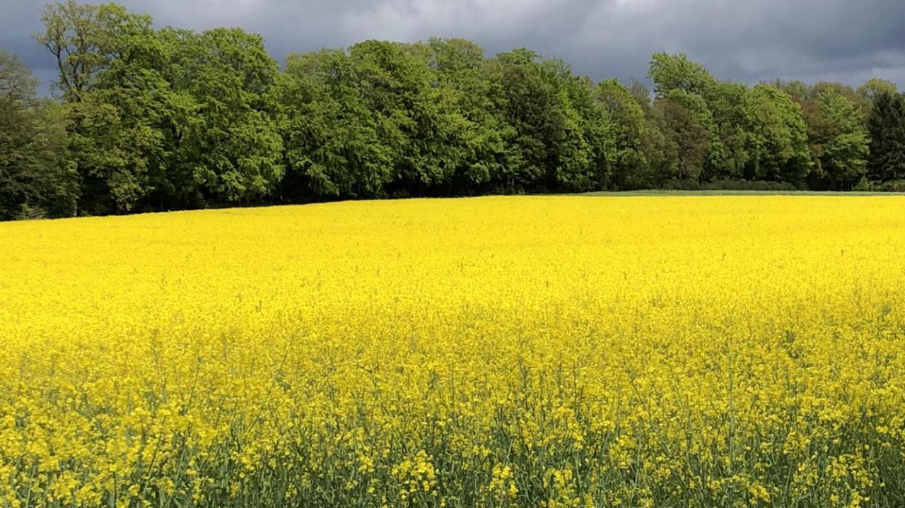 Ferienwohnung Am Wald Hachenburg Eksteriør bilde